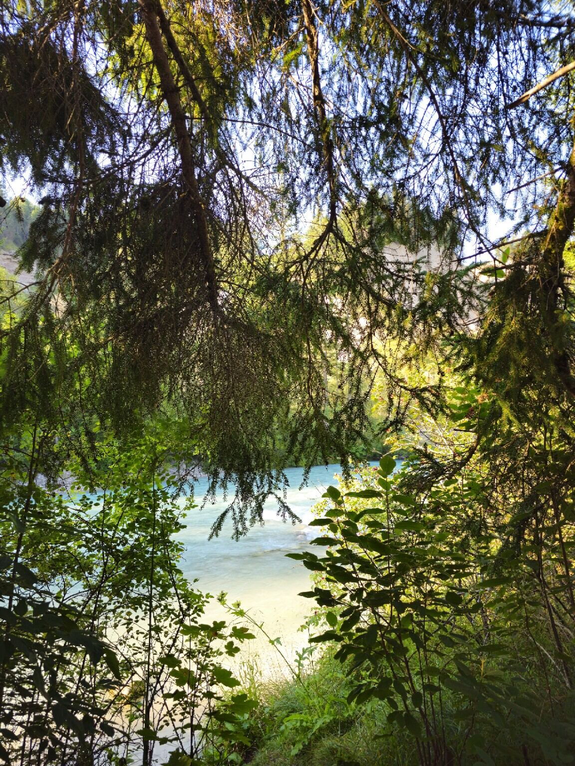 Isar zwischen Bäumen am Naturcampingplatz Isarhorn